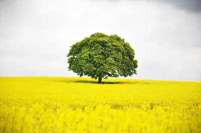 Pracownia Psychologiczna "PROGRES" Maria Magdalena Dźwilewska (Sowulewska)